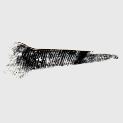 Advanced Latent Ridgeology (Sirchie HQ) Mar 24-28, 2025
