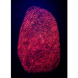 REDescent Fluorescent Fingerprint Powder 16 oz 473 ml
