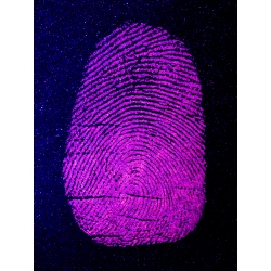SILVER/REDescent Fluorescent Fingerprint Powder 16 oz 473 ml