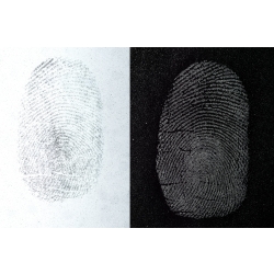 Silver/Gray Fingerprint Powder