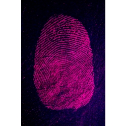 PINKescent Fluorescent Fingerprint Powder 16 oz 473 ml