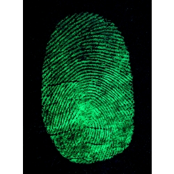 GREENescent Fluorescent Fingerprint Powder 16 oz  473 ml