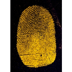 ORANGEescent Fluorescent Fingerprint Powder 16 oz 473 ml