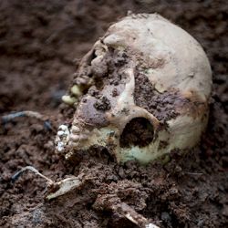 Bugs, Bones, Bodies and Genealogical DNA too! 